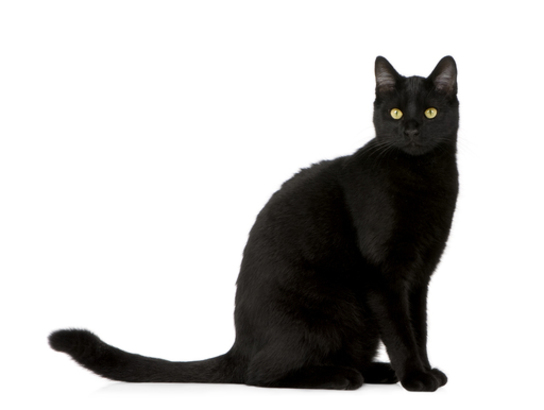 Homeopathic remedies for hyperthyroidism in cats
