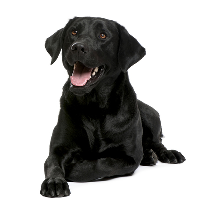 Homeopathic remedies for heart conditions in cats