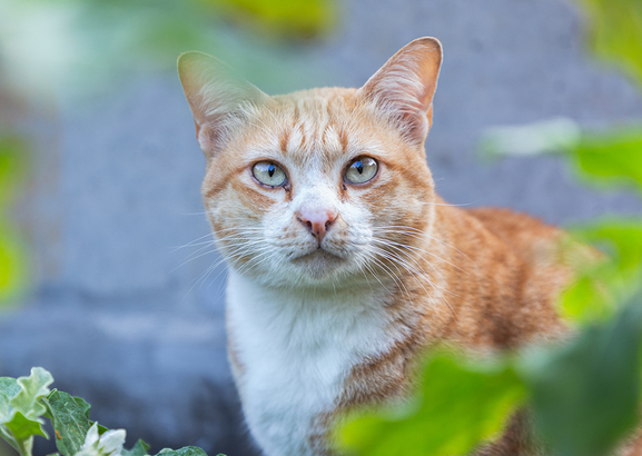 Homeopathic Treatment and Remedies For Cats New Zealand