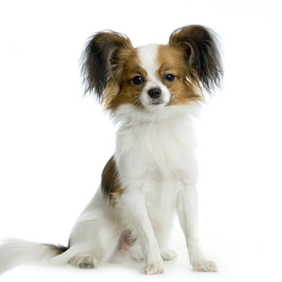 Homeopathic remedies for liver and kidney support in cats