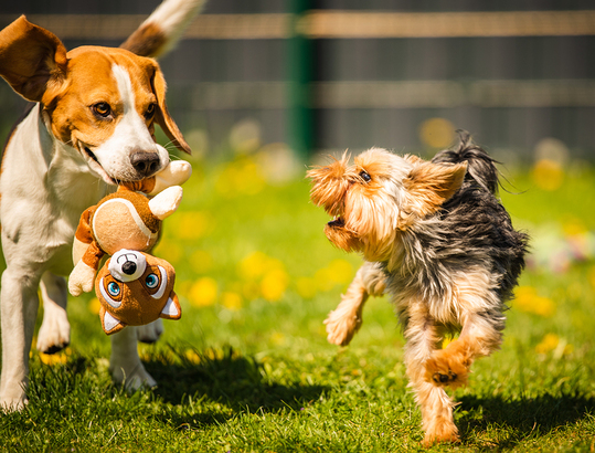 Homeopathic Remedies For Dogs New Zealand