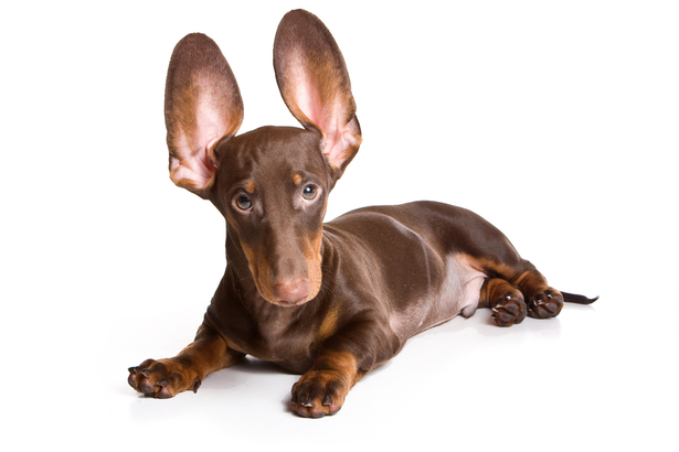 Homeopathic remedies for ear problems in cats