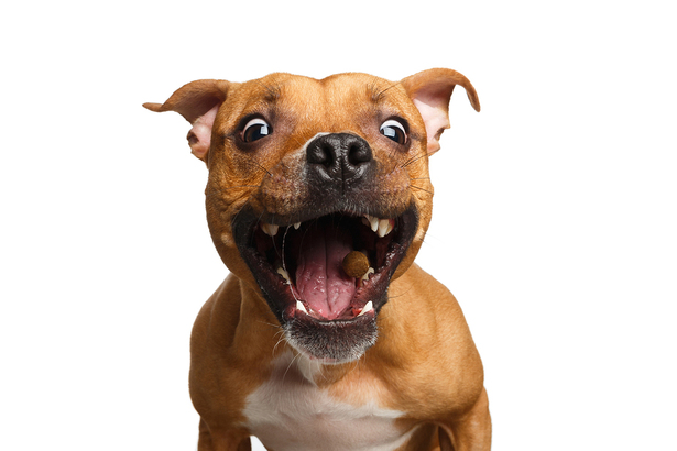 Homeopathic remedies for mouth issues in cats