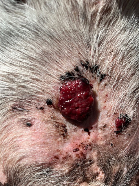Close-up of skin tumour on dog before homeopathic treatment
