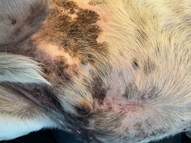 Boof the dog&rsquo;s tummy after homeopathic treatment, showing no signs of skin tumour
