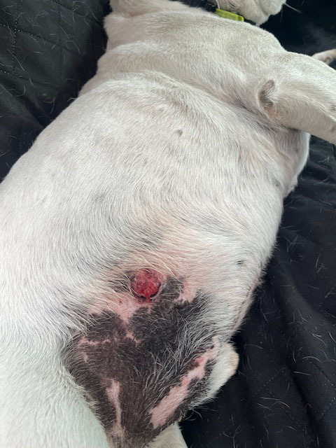 Skin tumour visible on lower abdomen of Boof the dog before treatment began