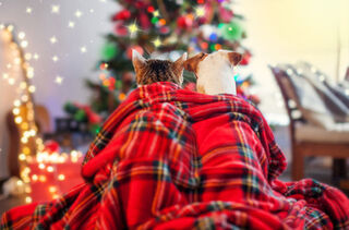 Keeping your pets safe and happy over the Christmas holidays