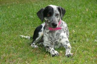 Elderly Pets and Caring for them.