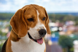 Dog Ear Infection