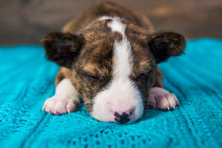 Kennel Cough NZ