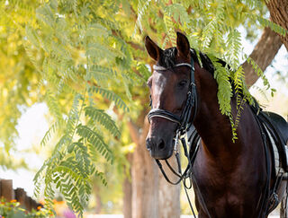 Ticks on horses