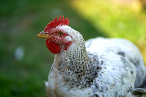 Understanding and managing Marek's disease in chickens