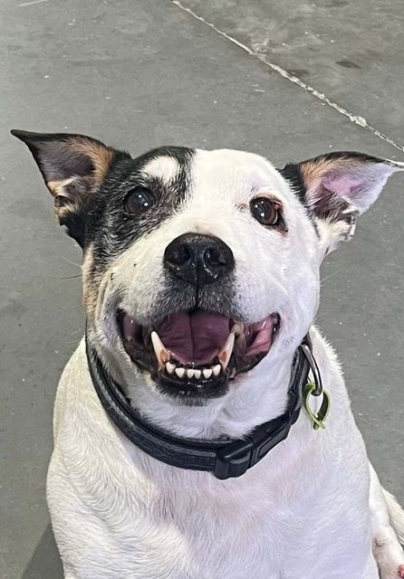 Boof’s recovery from recurring skin tumours