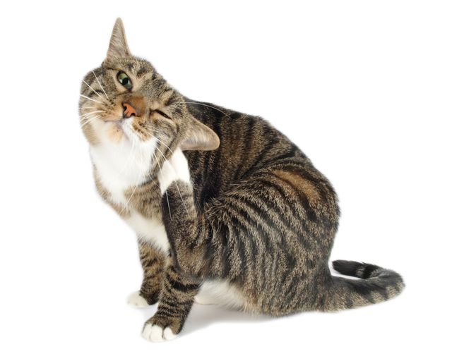 Homeopathic remedies for fleas, worms, ticks in cats