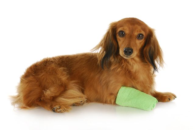 Homeopathic remedies for wound and abscess care in cats