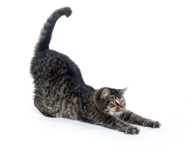 Homeopathic remedies for Arthritis and sore muscles in cats