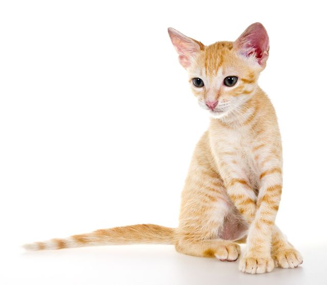 Homeopathy for urinary problems - cystitis, incontinence in cats